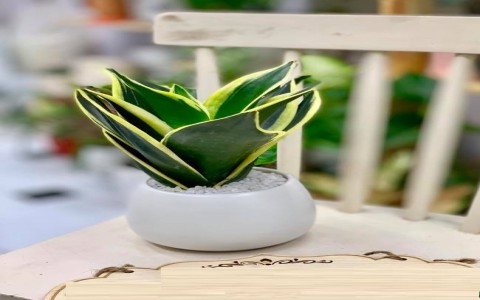 Theo phong thủy, người mệnh Thủy trồng loại cây cảnh này thì 'tiền đẻ ra tiền', tình duyên viên mãn